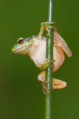 European tree frog (Hyla arborea), also known as tree frog. Can be seen on humid and cloudy days