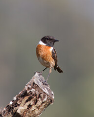 Stonechat with the common name of (Saxicola rubicola). Bird with a black head and red back perched on top of a stick.