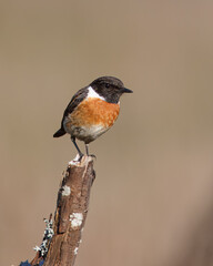 Stonechat with the common name of (Saxicola rubicola). Bird with a black head and red back perched on top of a stick.