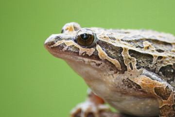 Pointed-snouted frog with the scientific name of (Discoglossus galganoi). It is a species of frog from the Discoglossidae family. A frog on top of a rock.