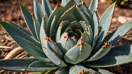 Fototapeta premium Foxtail Agave Plant Close Up Image
