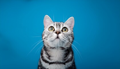 Obraz premium adorable American Shorthair Cat Looking Up on Blue Background 
