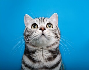adorable American Shorthair Cat Looking Up on Blue Background 