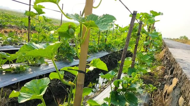 Close-up. Melon plant growing in organic garden, growing melon seedlings on the farm. Fresh melons or green melon or cantaloupe melons plants growing by string melon nets.