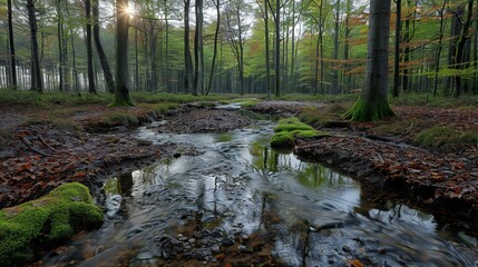 Obraz premium Serene Stream in the Forest