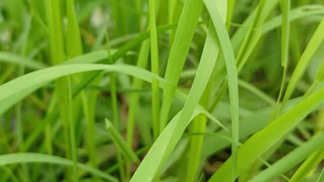 a swamp grash in the field green swamp water