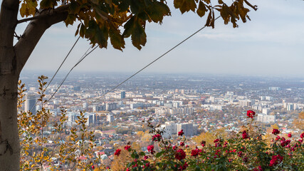 Autumn cityscape with bright yellow leaves, lush green trees and city background.