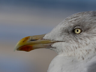Close-up of the beak and head of a herring gull. The red dot on the lower beak is clearly visible.