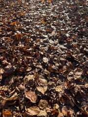 Autumn leaves