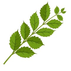 Fototapeta premium Henna Leaf Botanical Illustration for Herbal and Natural Designs