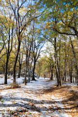 Bosco con prima neve