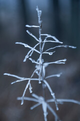Macro Close-Up of Frost-Covered Plant with Frozen Droplets in Cool Blue Light