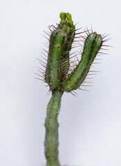 Succulent cactus isolated on white background