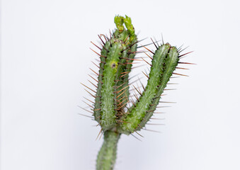 Succulent cactus isolated on white background