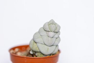 Succulent cactus isolated on white background