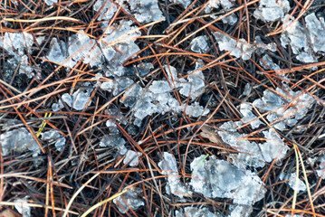 Sottobosco con Cristalli di neve