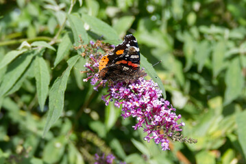 Red admiral butterfly (Vanessa Atalanta) perched on summer lilac in Zurich, Switzerland