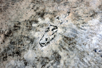 Abstract texture and form on  plan