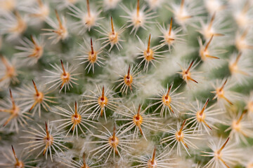 Succulent cactus isolated on white background