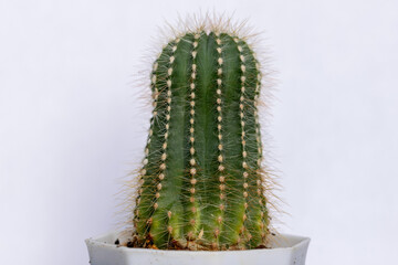 Succulent cactus isolated on white background