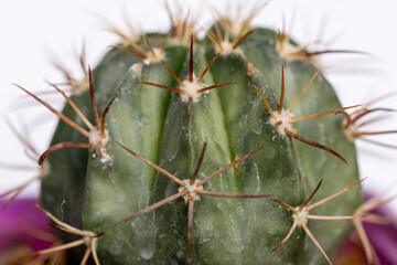 Succulent cactus isolated on white background