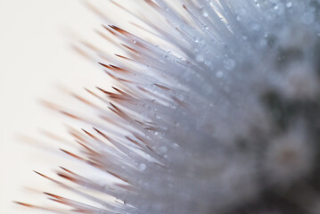 Macro photo of cactus needles with water droplets in pastel colors