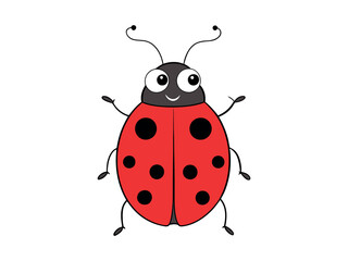 ladybug on white background © designeranika114