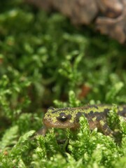 Closeup on a juveilne French marbled newt, Triturus marmoratus camouflaged on green moss