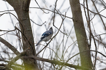 A beautiful blue jay bird is peacefully resting on the tree branches during a cloudy day in the great outdoors