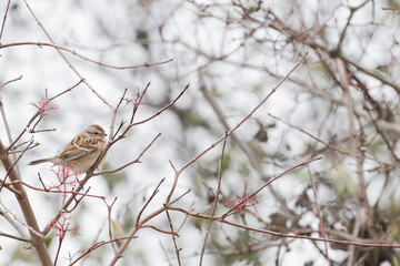 A solitary sparrow is resting peacefully on a delicate branch set against a softly blurred and enchanting background