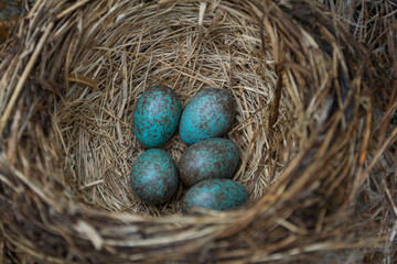 Close-Up of Common Blackbird (Turdus merula) Nest with Five Blue Speckled Eggs