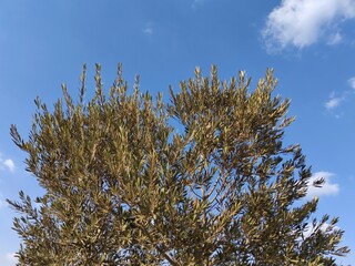 View of tree with sky