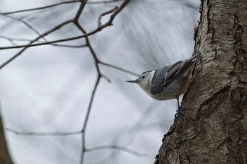 A nuthatch bird clings to the trunk of a tree, showcasing its unique posture amidst winter branches.