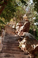 Overgrown Stone Steps Jungle Ruins Ancient Staircase Tropical Nature
