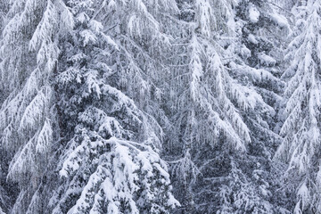 Snow in the forest.