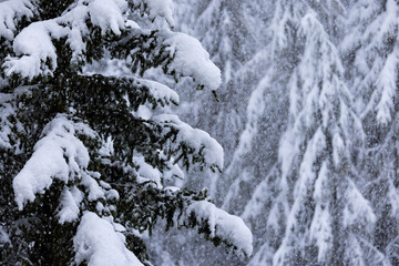 Snow covered pine trees.