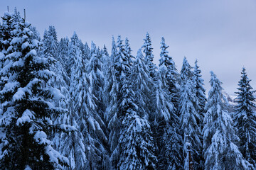 Snow covered trees.