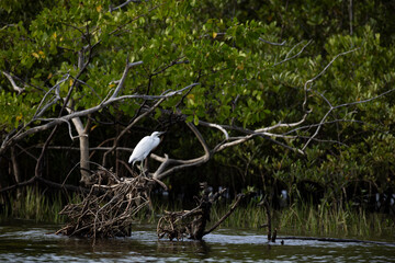 White bird perched under a branch.