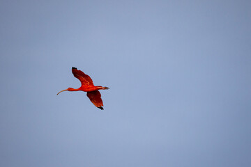 Red guar&aacute; in flight. 