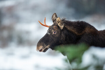 Mammal - bull moose (Alces)