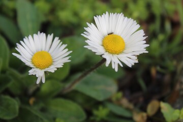 Fototapeta premium daisy flower