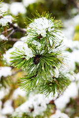 Close up of pine needles in snow.