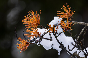 Flower in the snow