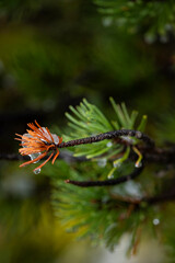 Flower in snow and rain.