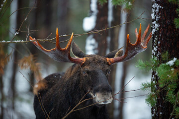 Mammal - bull moose (Alces)