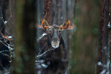 Mammal - bull moose (Alces)