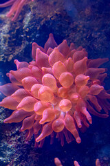 anemone under water with tentacles 