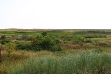 Salt marshes on Spiekeroog in summer