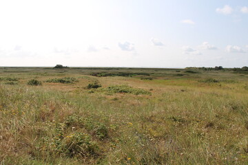 Salt marshes on Spiekeroog in summer