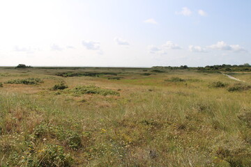 Salt marshes on Spiekeroog in summer, hiking path